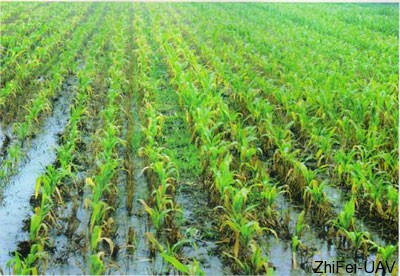 河北智飛極農(nóng)無人機(jī)科技|一鳶科技|行業(yè)定制無人機(jī) 玉米澇害癥狀