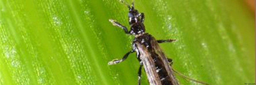 玉米苗期主要病蟲害防治技術